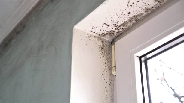 Best Black Mold Removal  in Covington, TN