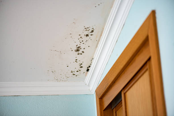 Best Residential Mold Removal  in Covington, TN