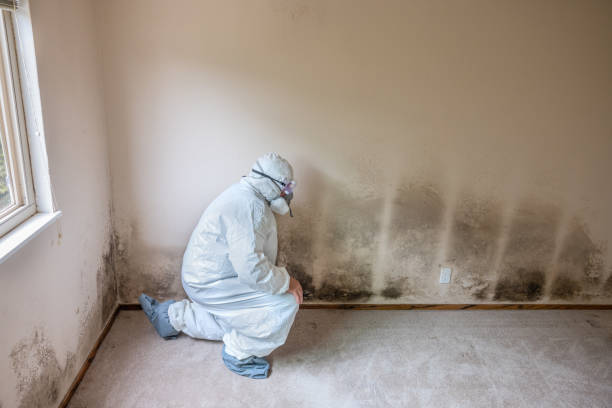 Best Attic Mold Removal  in Covington, TN