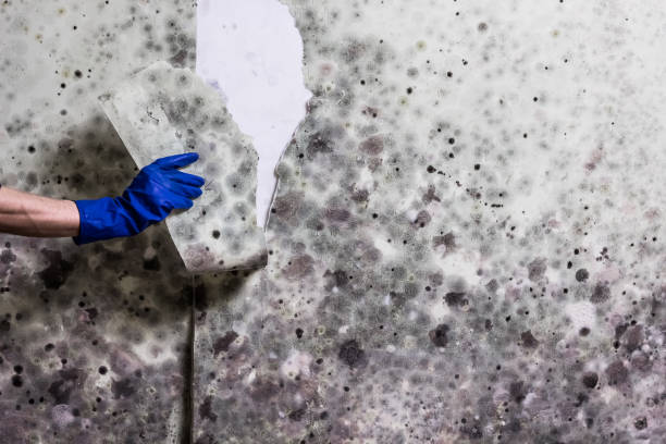 Best Mold Damage Repair  in Covington, TN