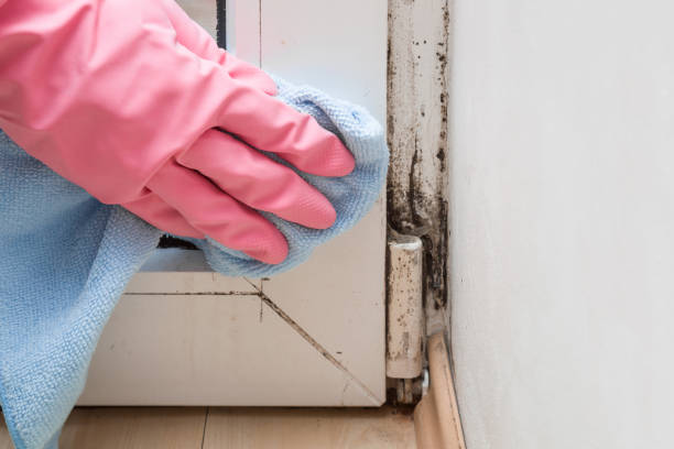 Mold Removal Process in Covington, TN